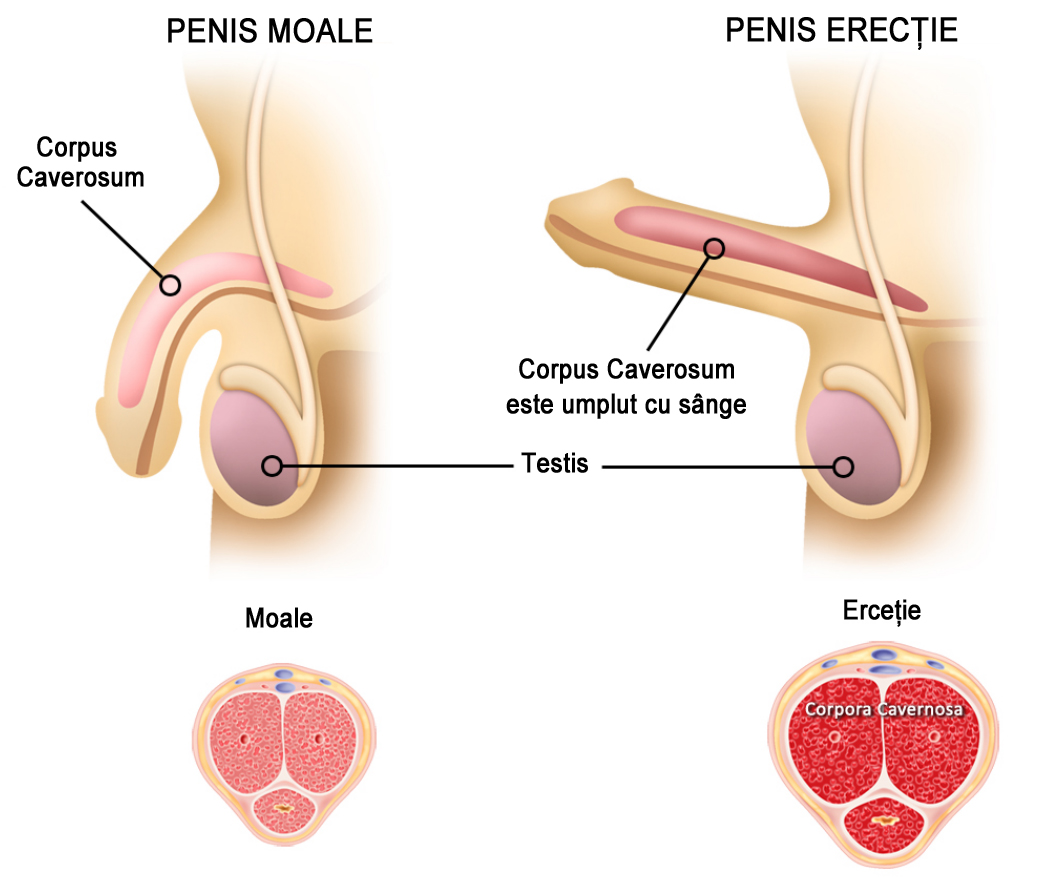 penisul erect moale